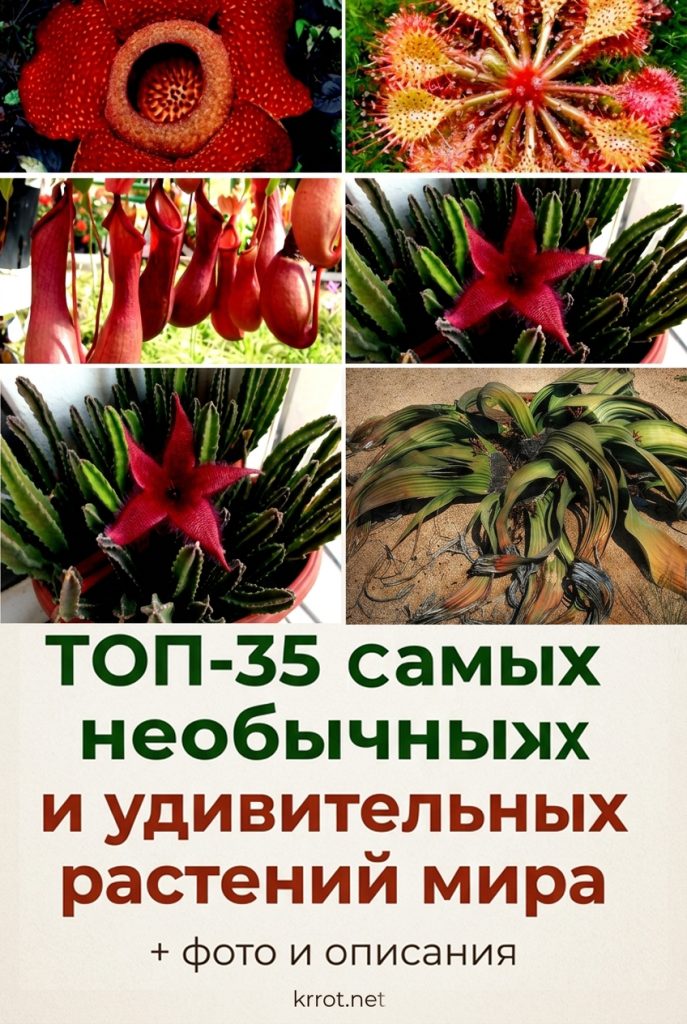 Самые необычные растения