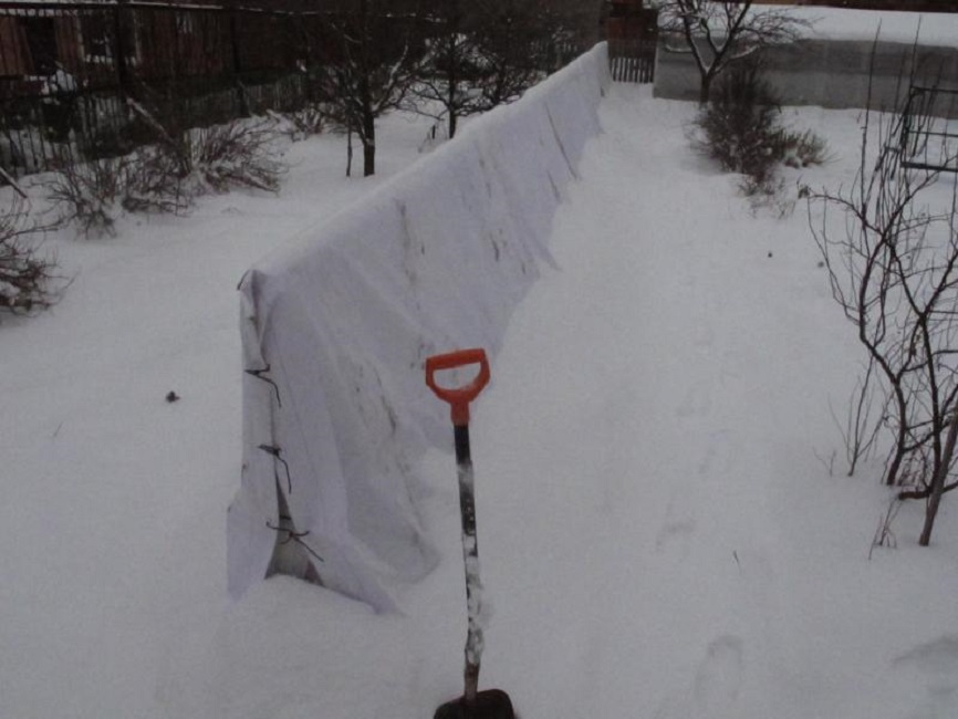 Применение каркаса Семыкина без снятия лозы со шпалер