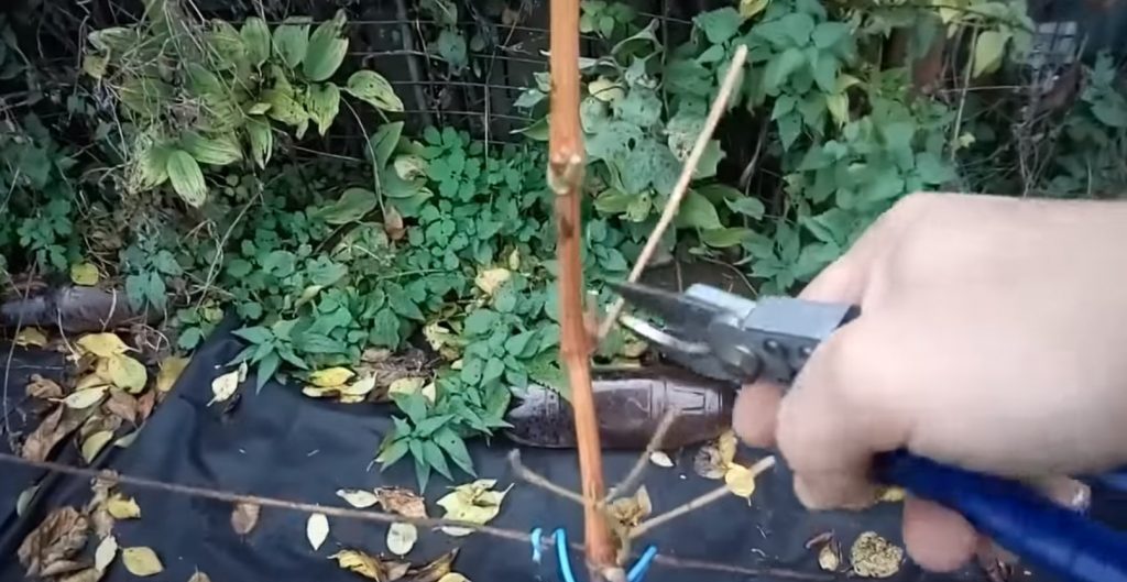 Удаление пасынков