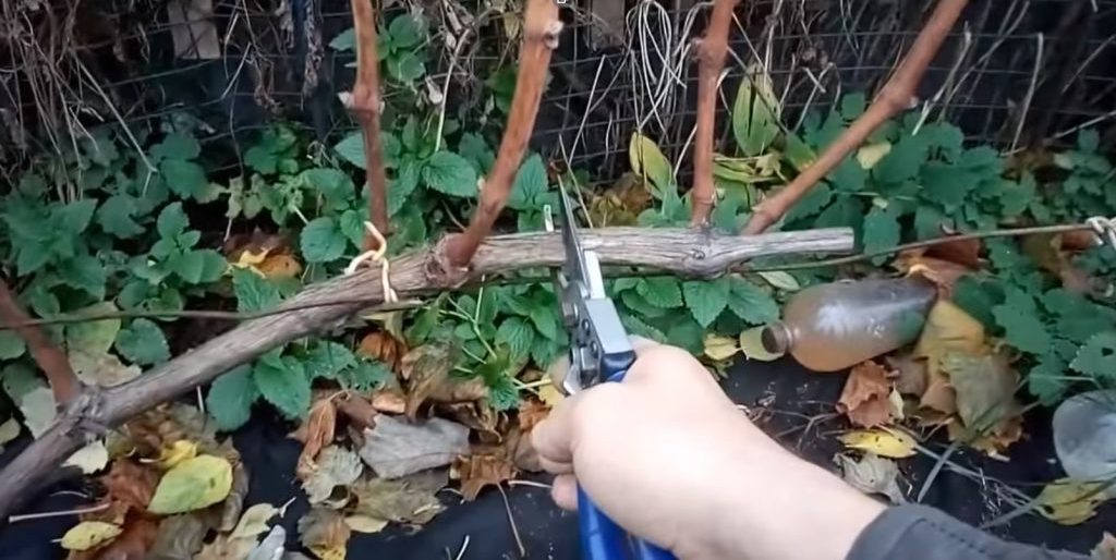 Обрезка посредине расположения междоузлий