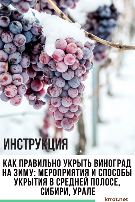 Как правильно укрыть виноград на зиму