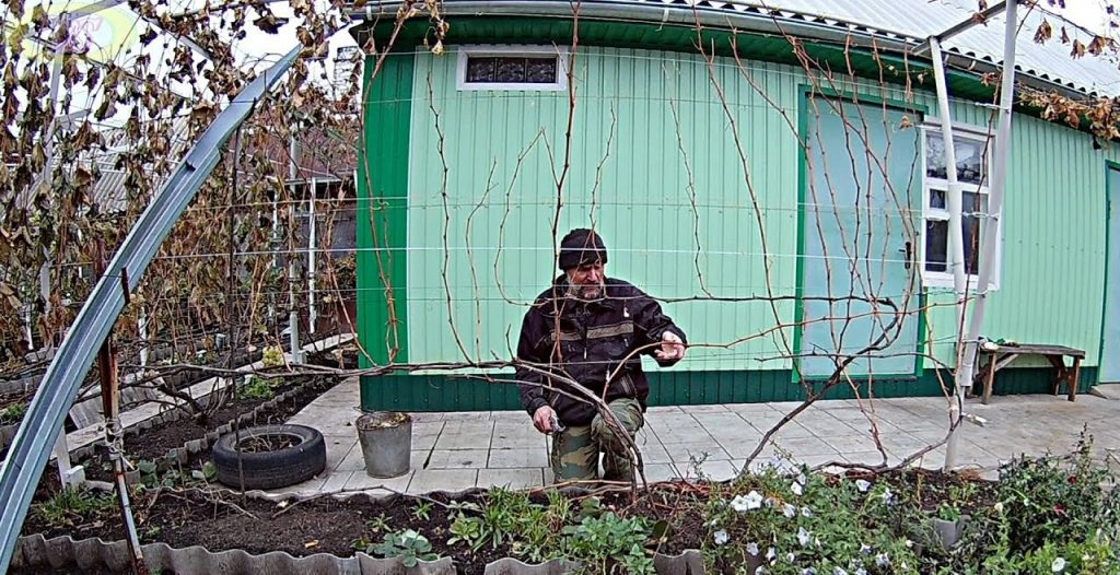 Обрезка винограда осенью