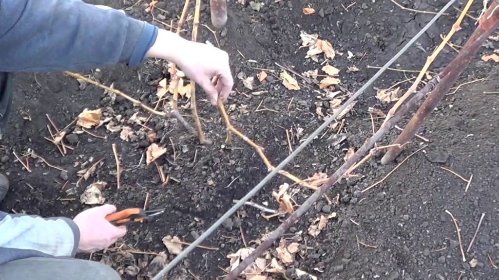 Обрезка винограда осенью