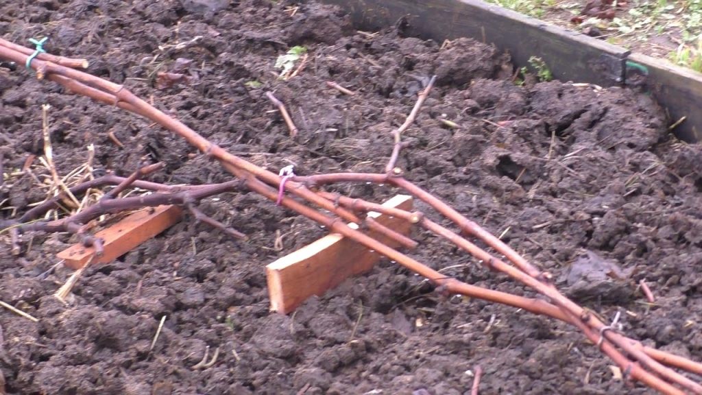 Подготовка лозы винограда к укрытию