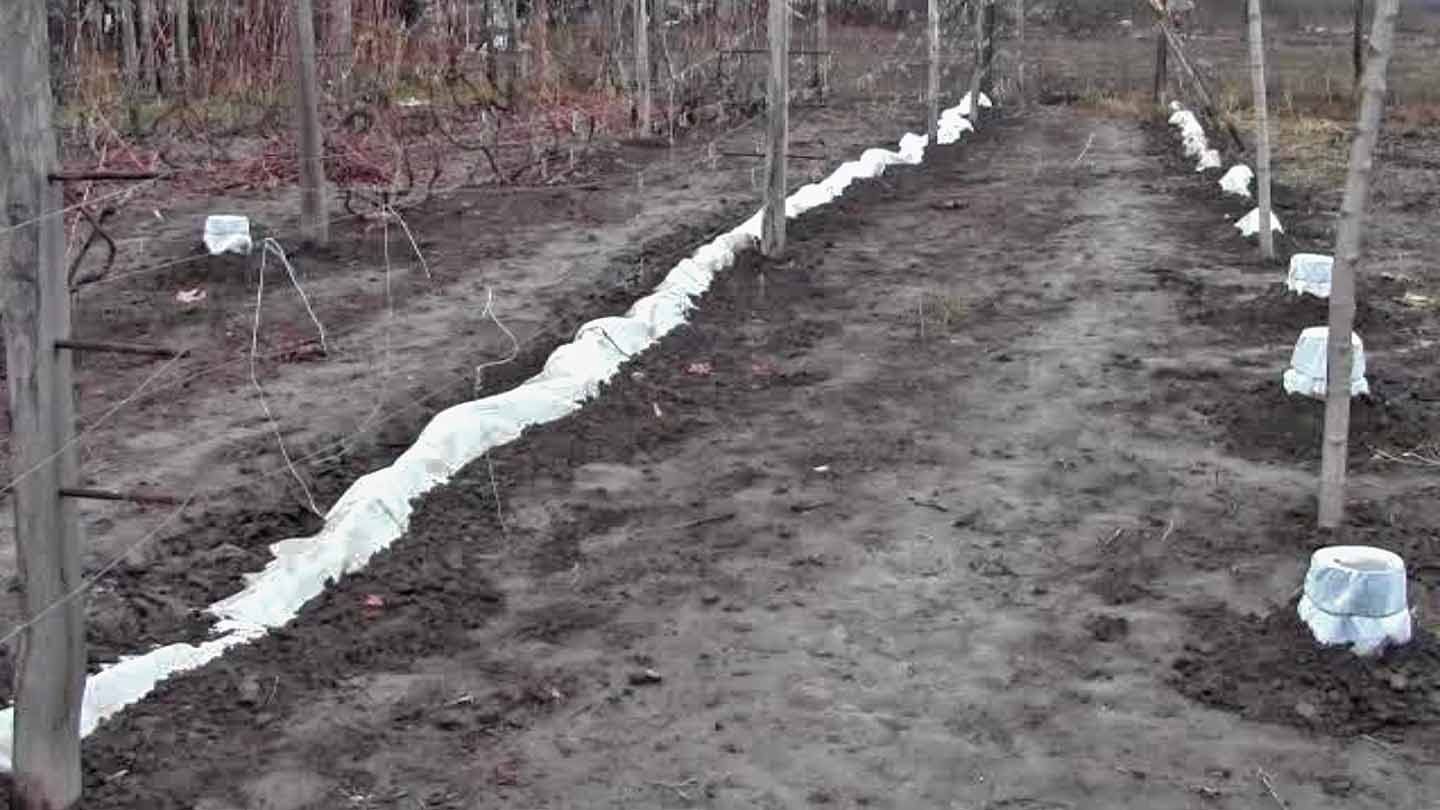 Укрытие винограда на зиму