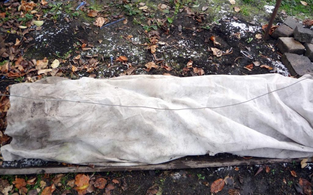 Утепление винограда на зиму