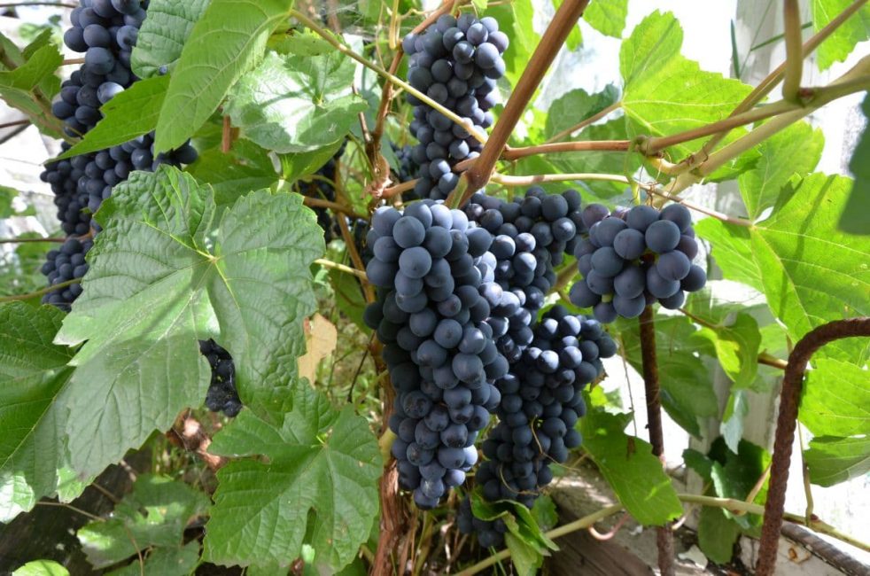 Виноград в Сибири