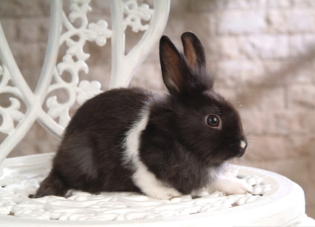черный кролик