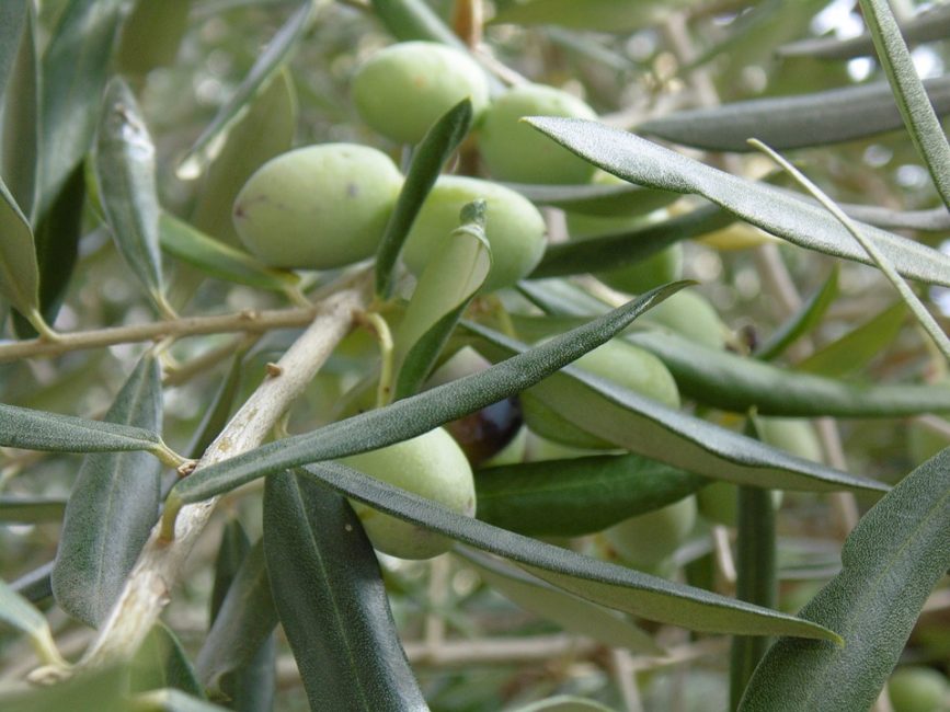 Листья и плоды оливкового дерева