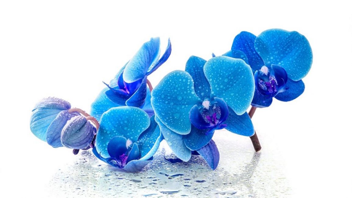 Очаровательная голубая орхидея-бабочка