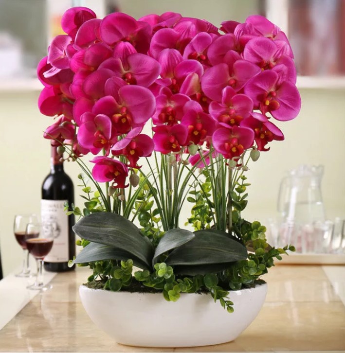 Орхидея из семян