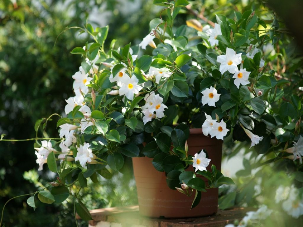 Южноамериканская красавица вся в цветении