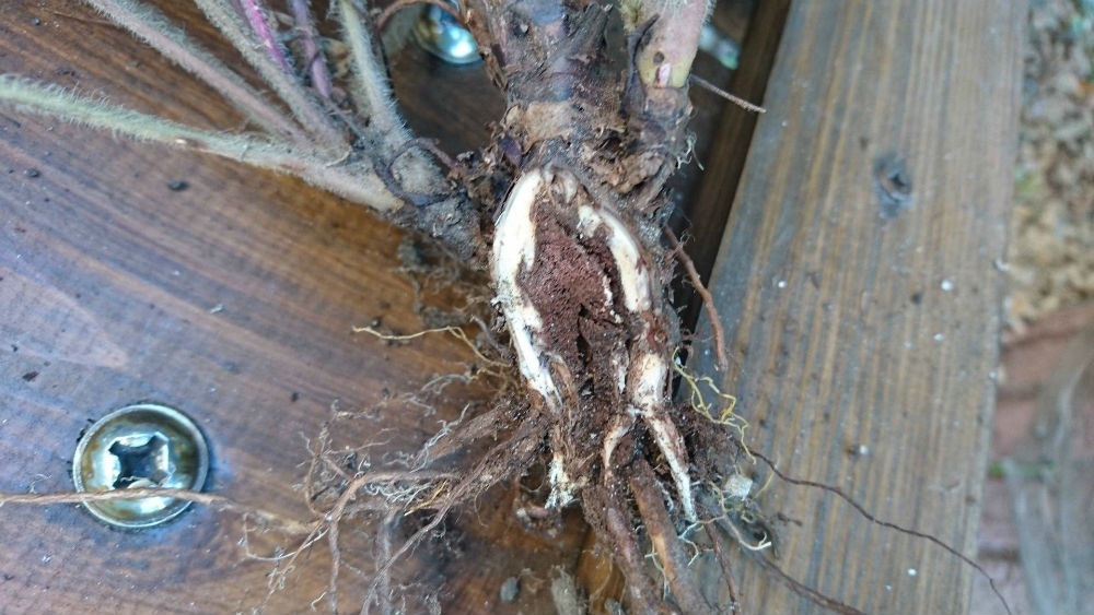 Корневой червец