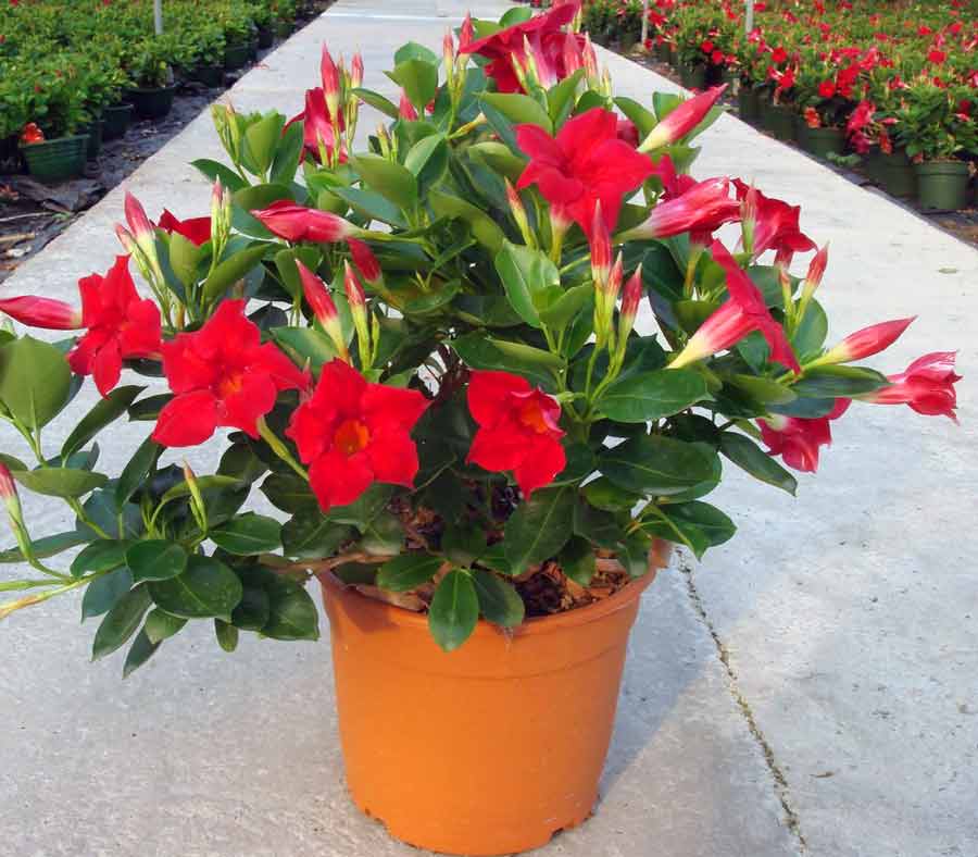 Насыщенные краски – яркий акцент