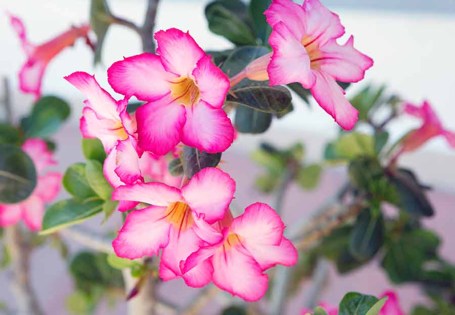 Обильное цветение зависит от правильного ухода