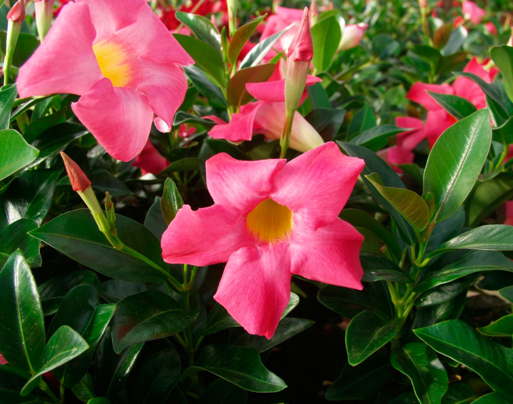 Выращивание растения в теплице