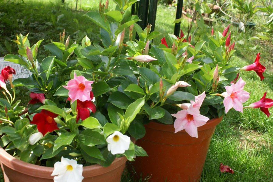 Переезд на лето в сад