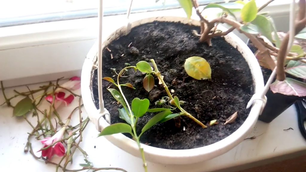 Проведение обрезки