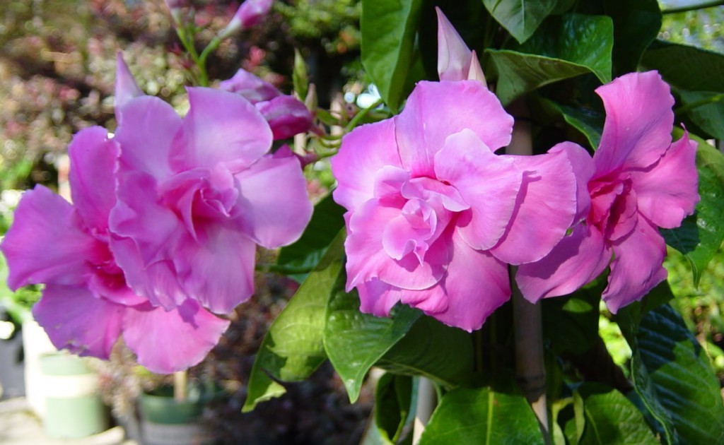 Сорт с насыщенными розовыми цветками