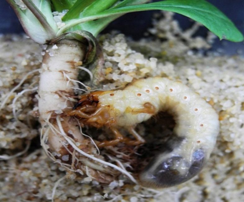 Личинки майского жука способны употреблять в пищу корешки практически всех видов садовых растений