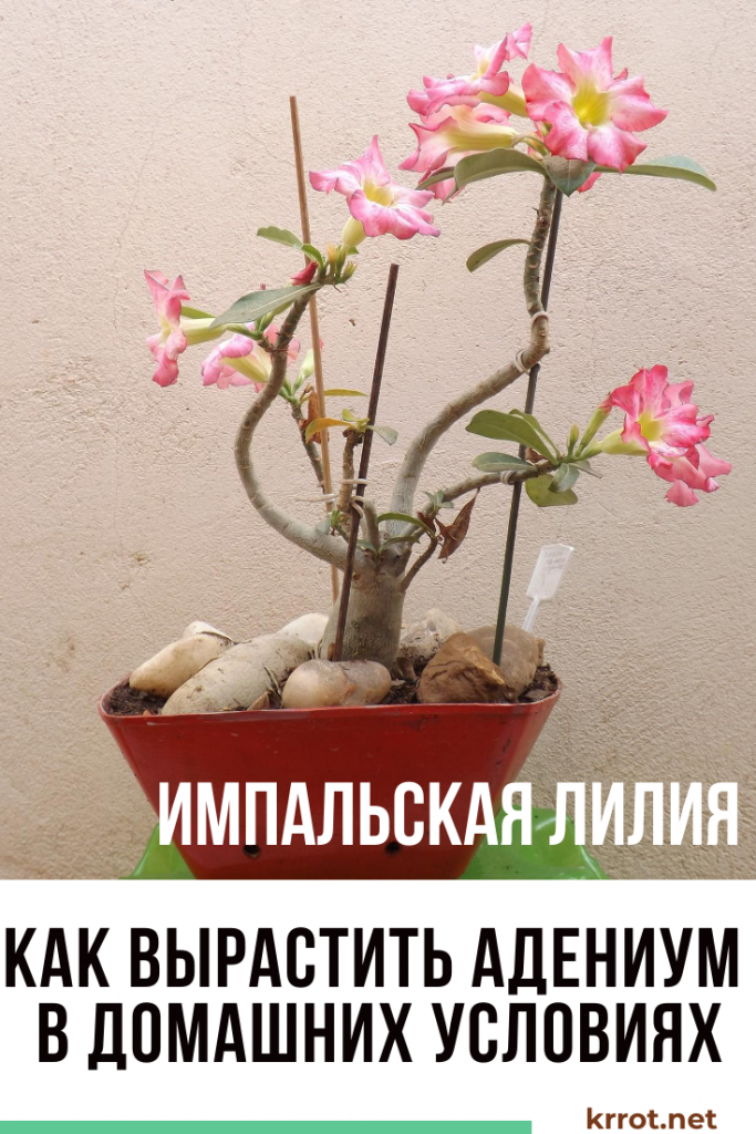 Цветок Адениум Фото Где Купить Цена