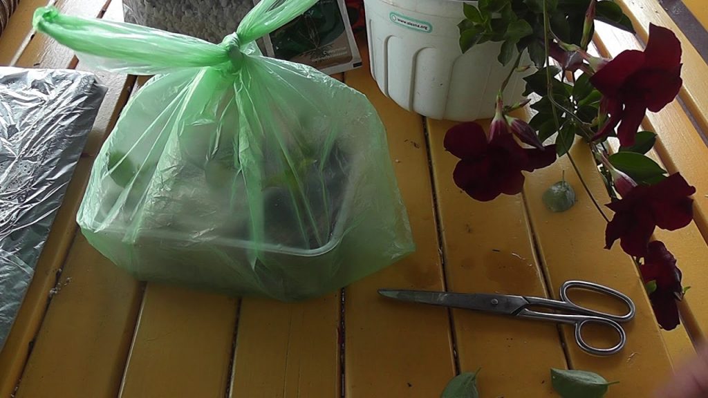 Черенкование Дипладении