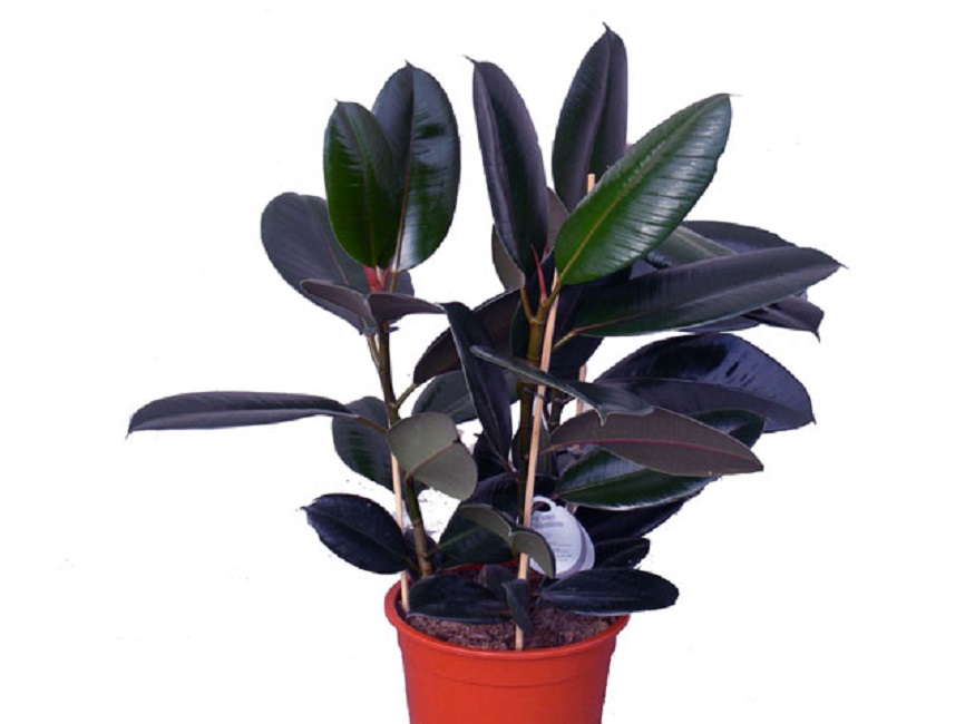 Черный принц (Black Prince)