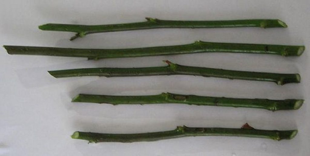 Деление побегов на черенки