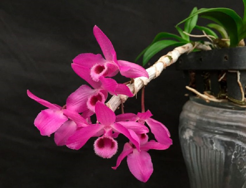 Dendrobium parishii