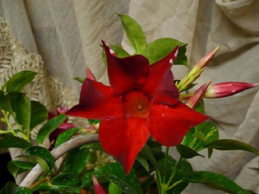 Dipladenia splendens