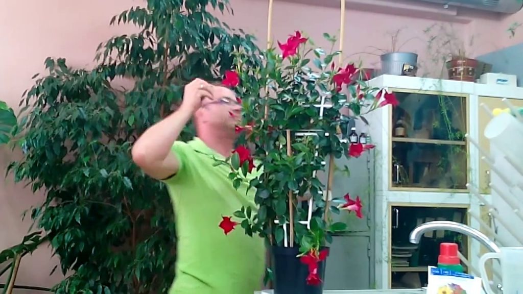 Дипладения (Мандевилла) - уход в домашних условиях