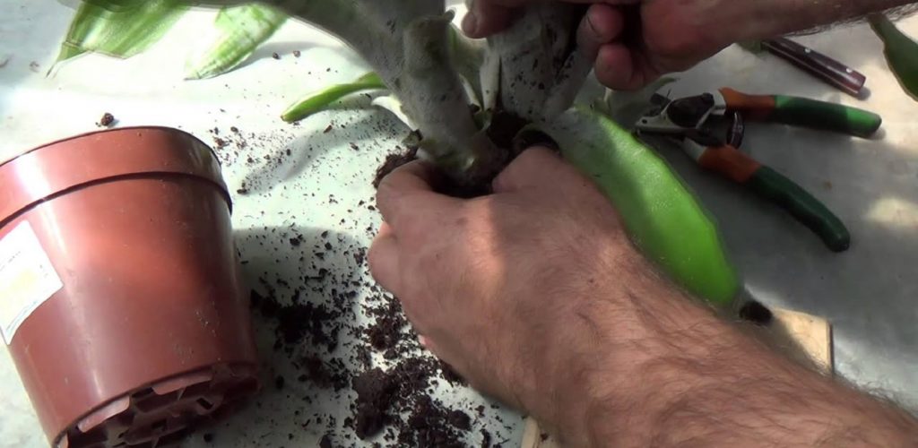 Эхмея в домашних условиях, пересадка и размножение