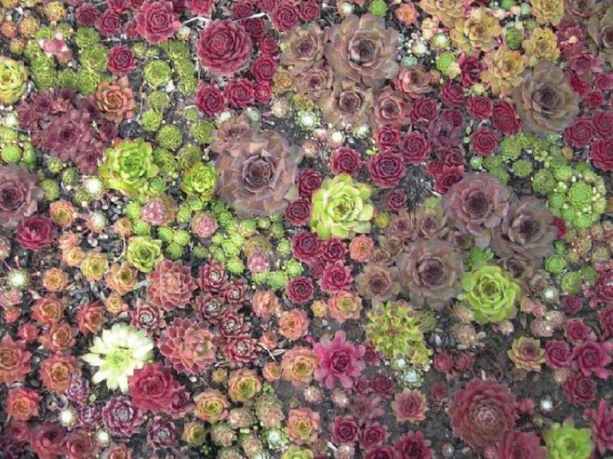 Ковёр со сложным рисунком из различных гибридов каменной розы