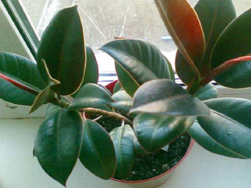 Мелани (Melany)