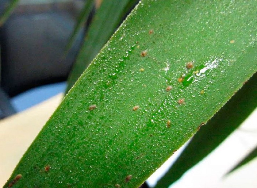 Мелкие паразиты в защитном «панцире»