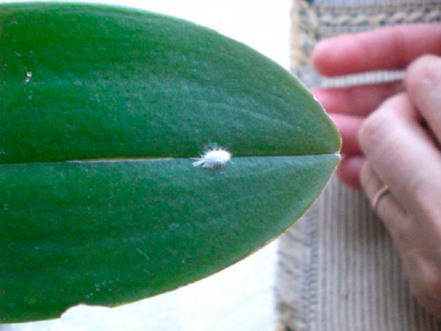 Мелкий паразит на листовой пластине