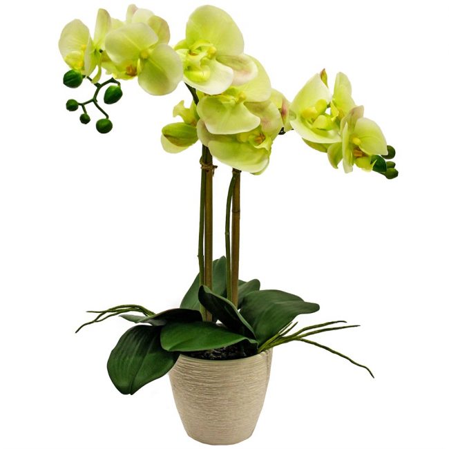 Орхидея Фаленопсис