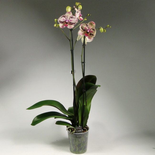Орхидея фаленопсис 