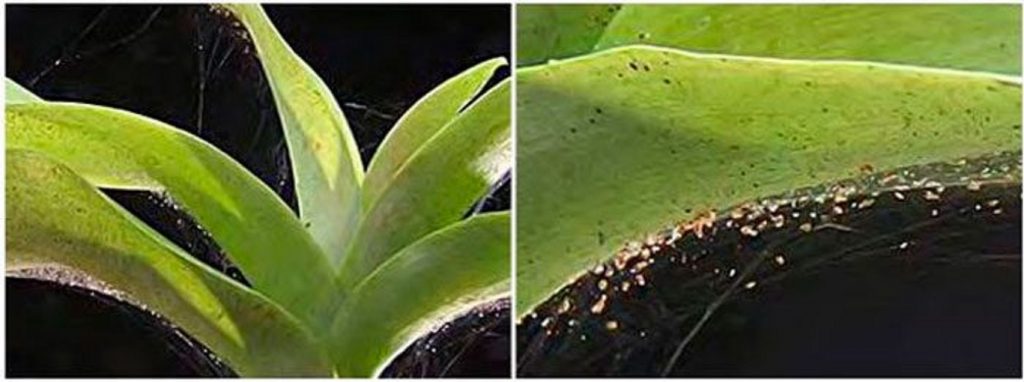 Паутинный клещ – коварный вредитель орхидей