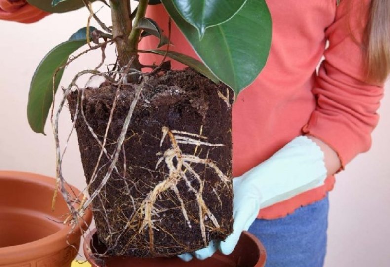 Пересадка фикуса