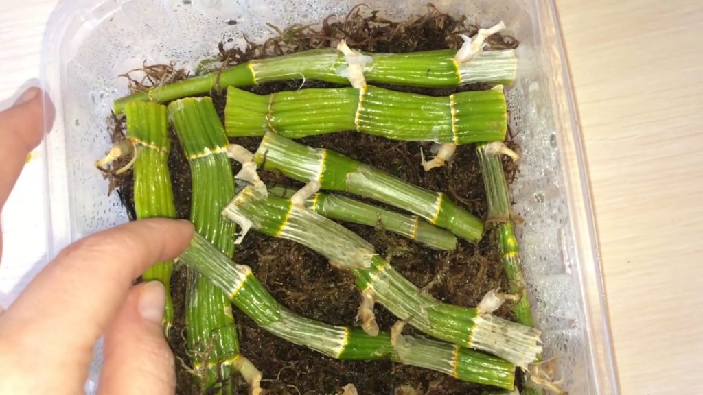 Размножение Дендробиума