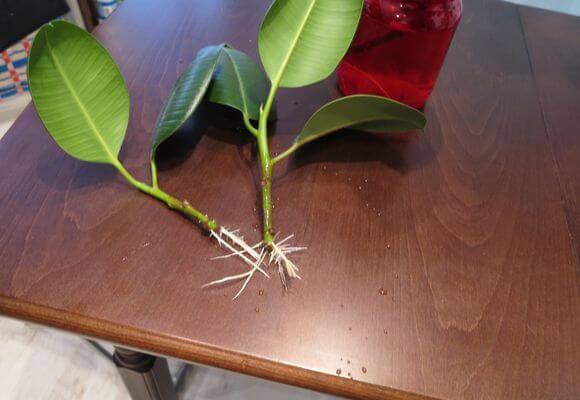 Размножение каучуконосного фикуса листьями и черенками