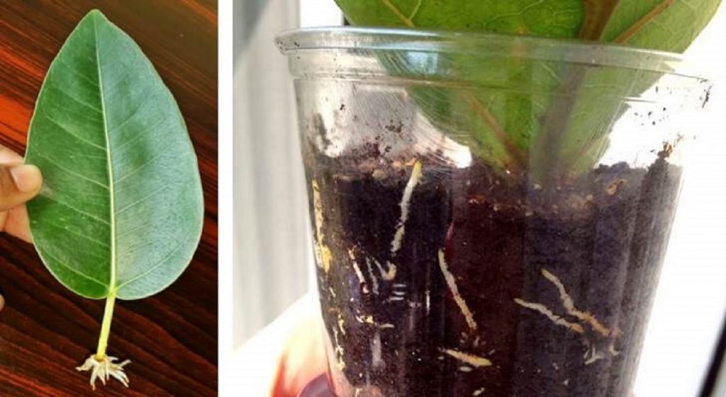 Посадка листового черенка