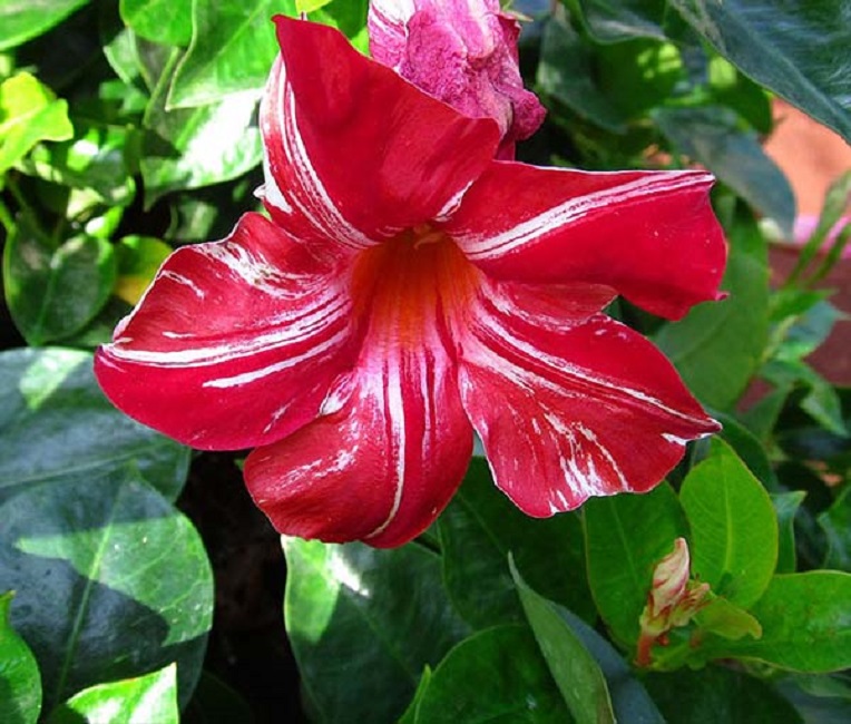 Сортовая дипладения с шикарной расцветкой цветков