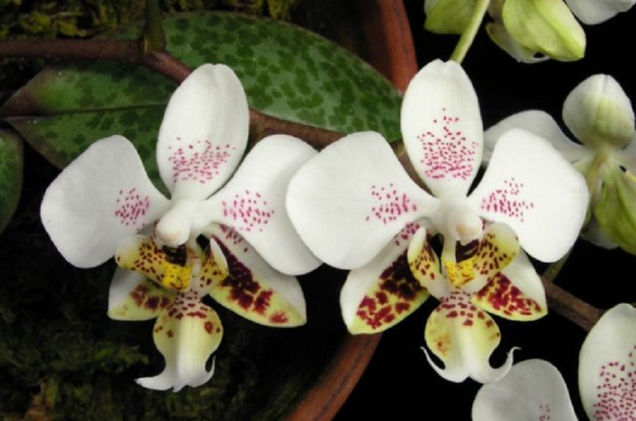 Стюарта (Stuartiana)