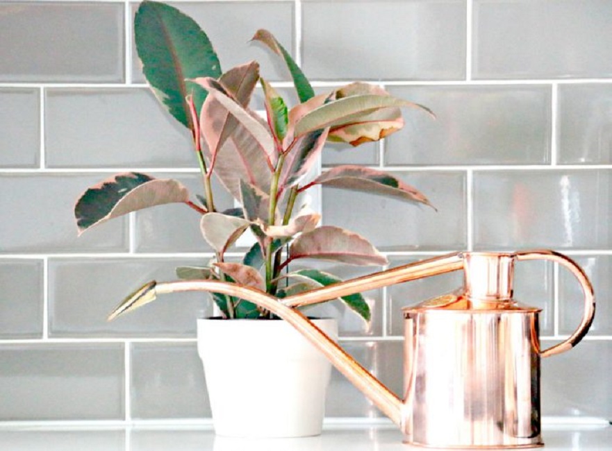 Умеренный полив – залог здоровья растения