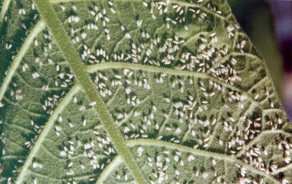 Заражение белокрылкой