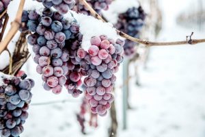 Как правильно укрыть виноград на зиму: мероприятия и способы укрытия в средней полосе, Сибири, Урале | (Фото & Видео)