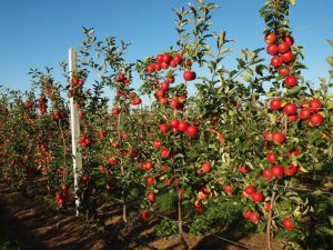 Карликовые яблони: ТОП-23 Лучших сорта, описание и фото | +Отзывы
