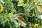 фикус каучуконосный в домашних условиях Ficus elastica
